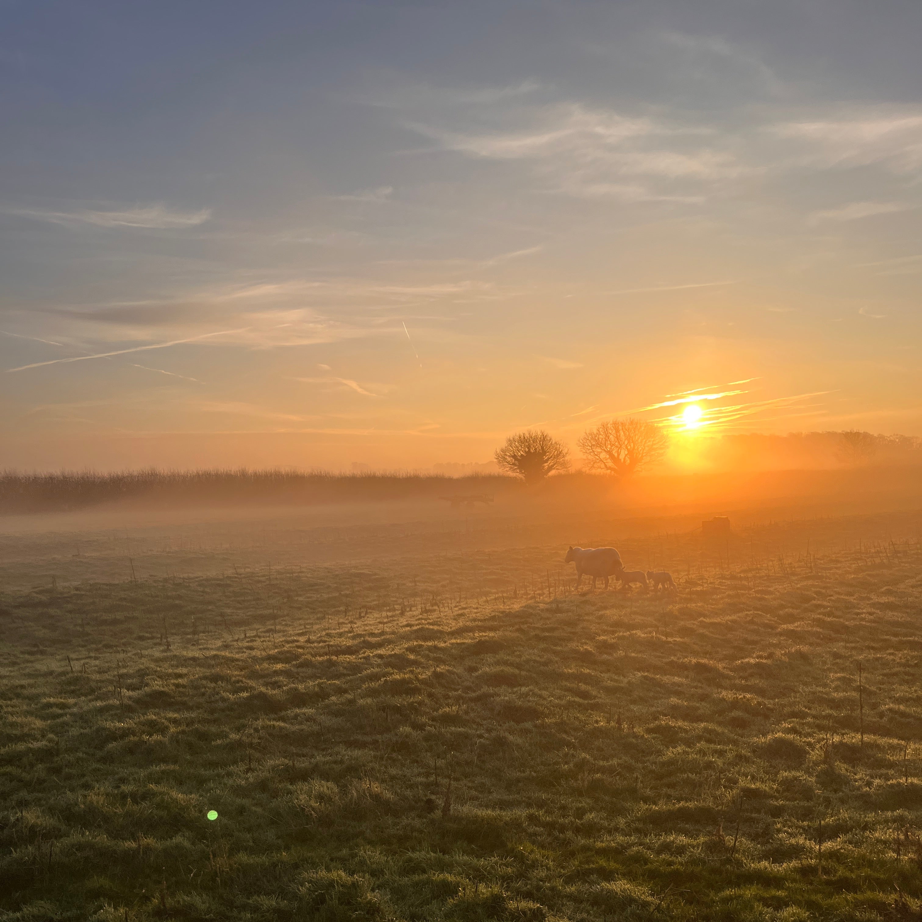 Lambs at dawn